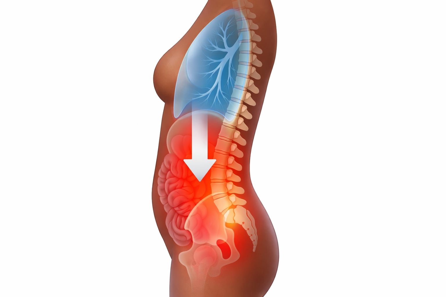 Ilustrasi tekanan di rongga perut yang mengarah ke tulang belakang lumbar saat batuk atau bersin.